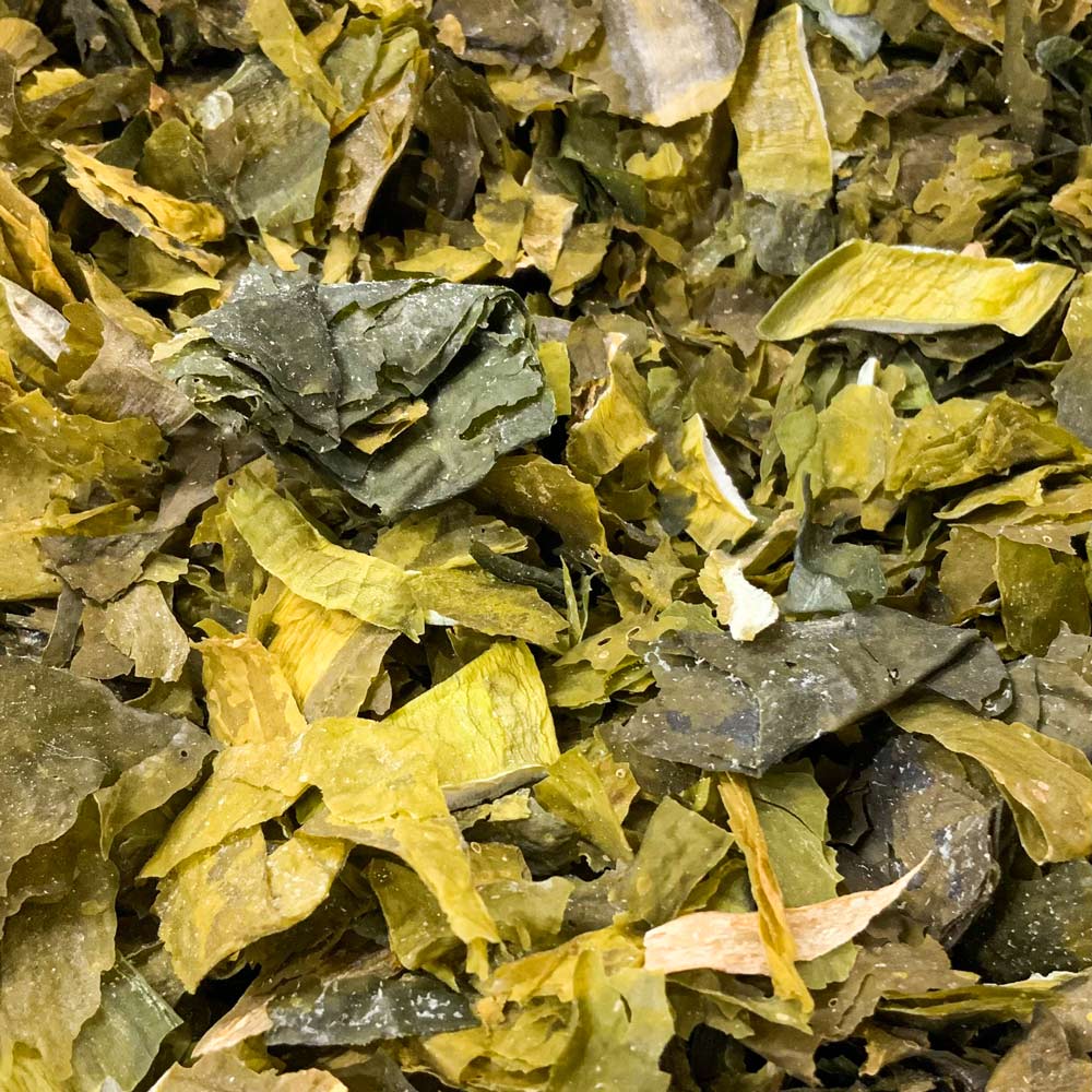 tasmanian wakame - 667