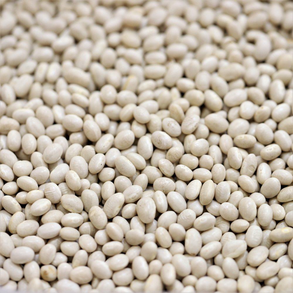 haricot/ navy beans - 309