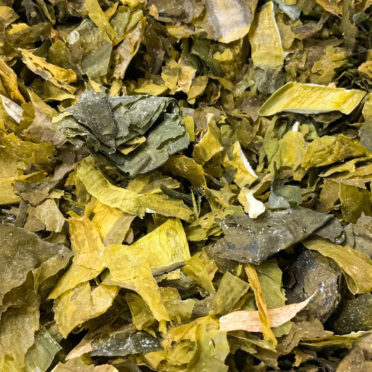 tasmanian wakame - 667