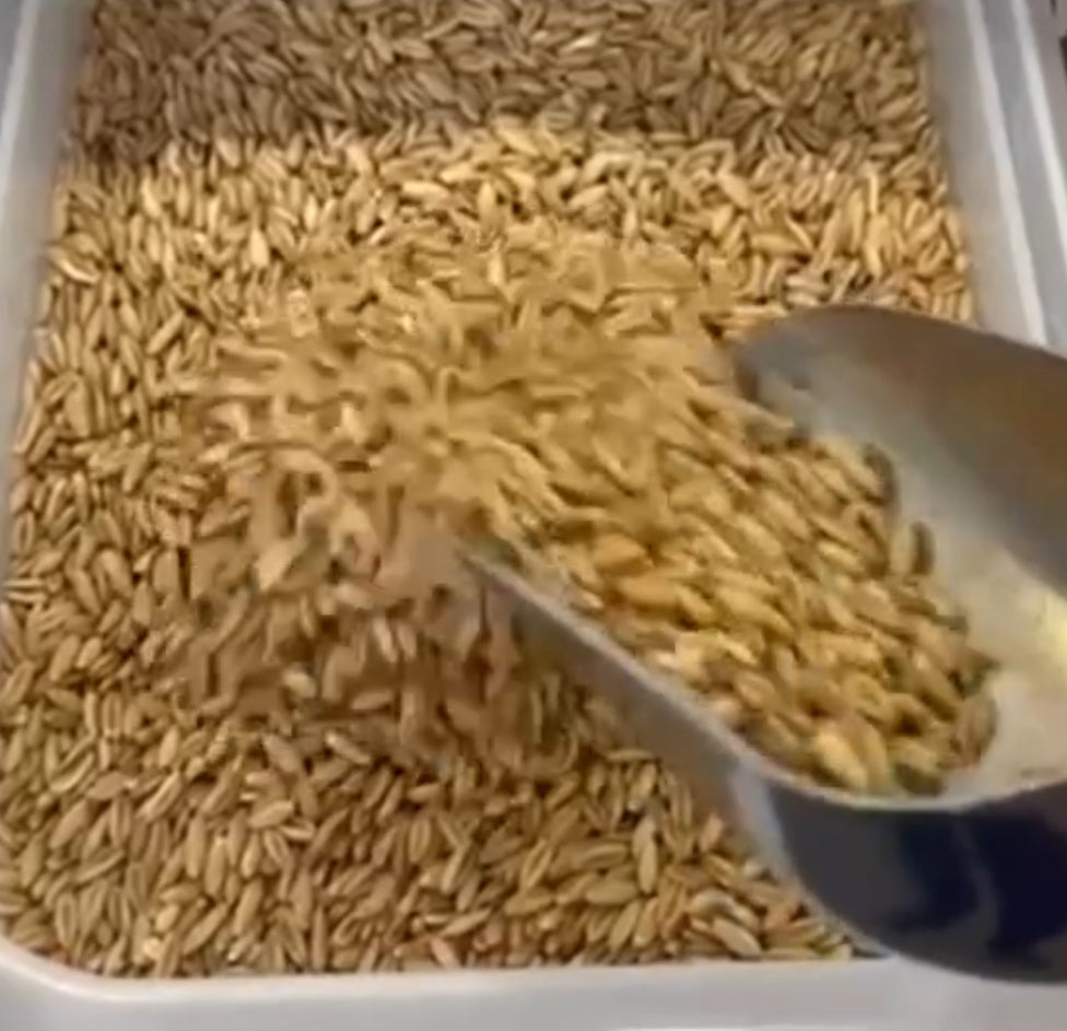 Organic oat grain - 363