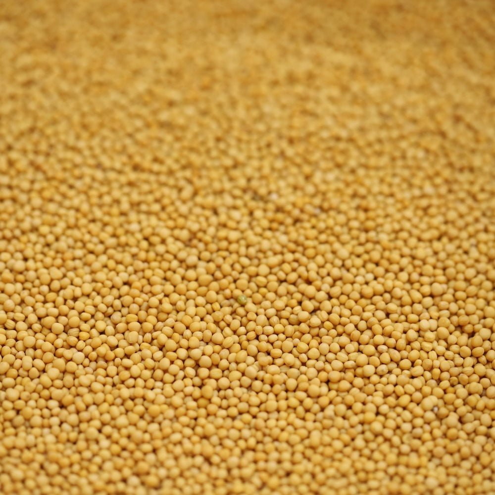 yellow mustard seeds - 287