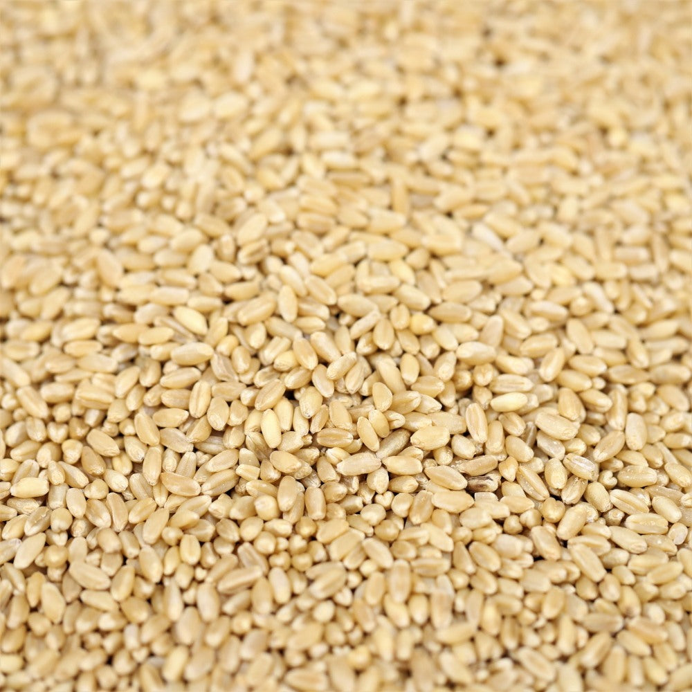 organic wheat grain - 131