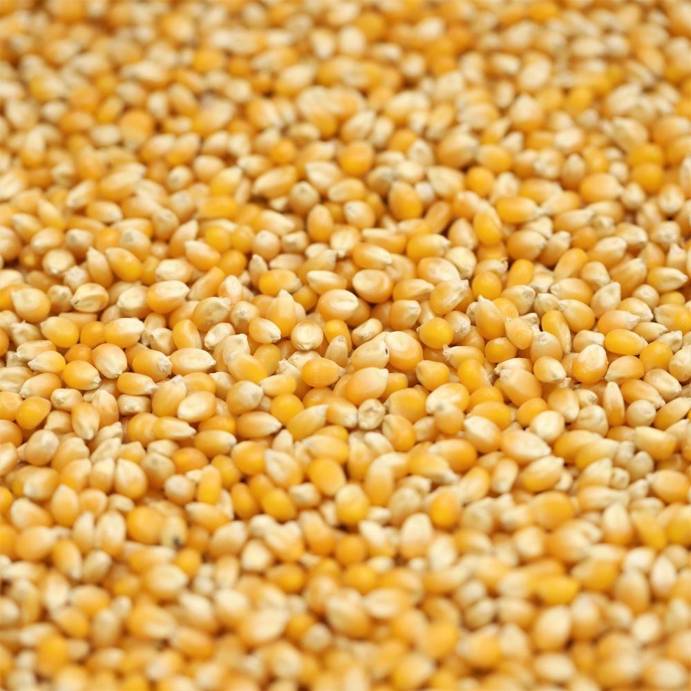 organic popping corn - 331