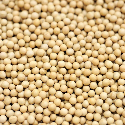 organic soy beans - 310