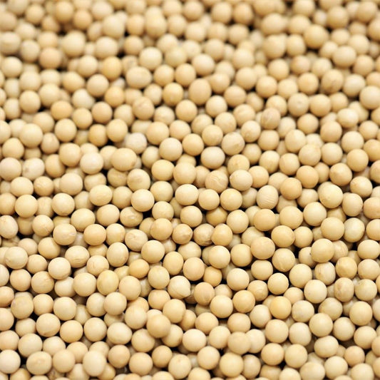 organic soy beans - 310