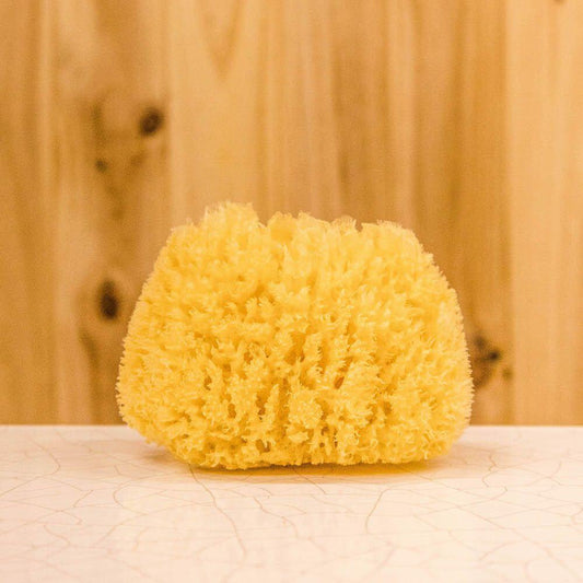 sea sponge